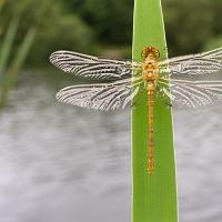 Common Darter wideangle 1 